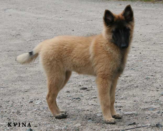 14 weeks