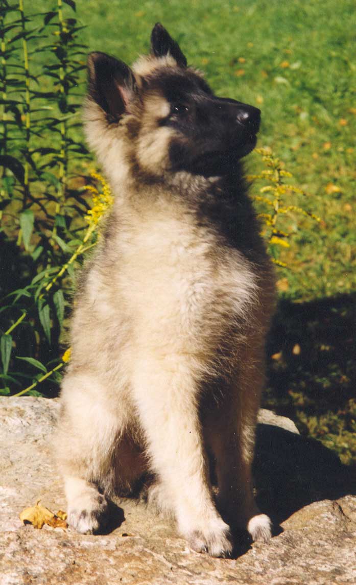 8 weeks