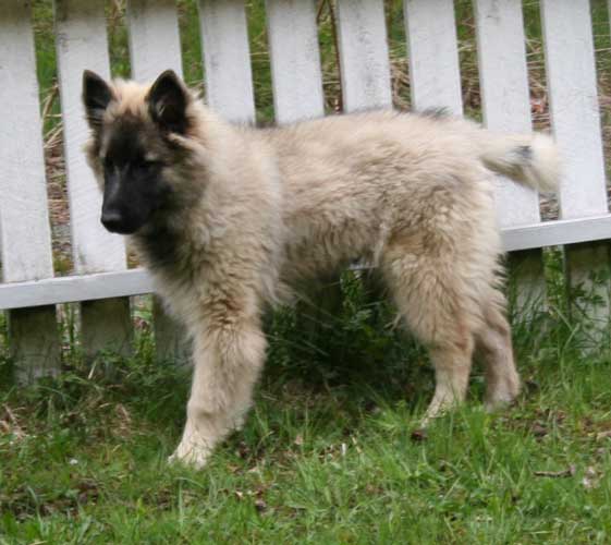 14 weeks