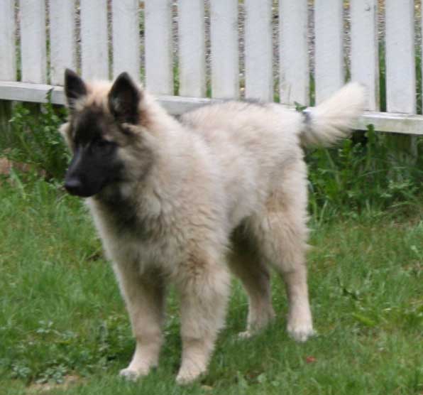 14 weeks
