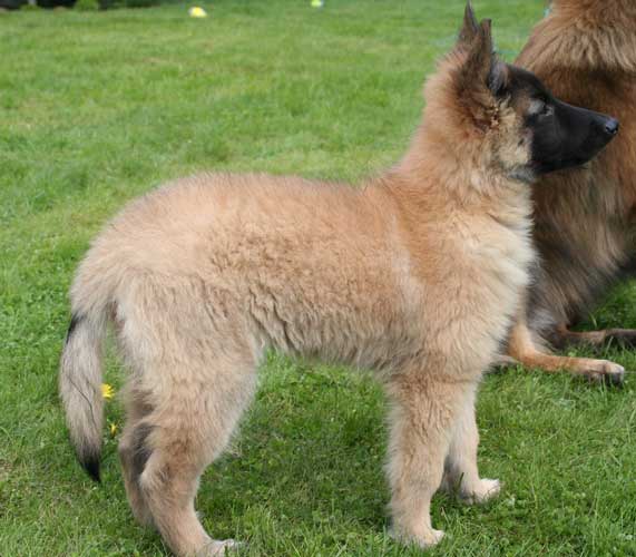 10 weeks