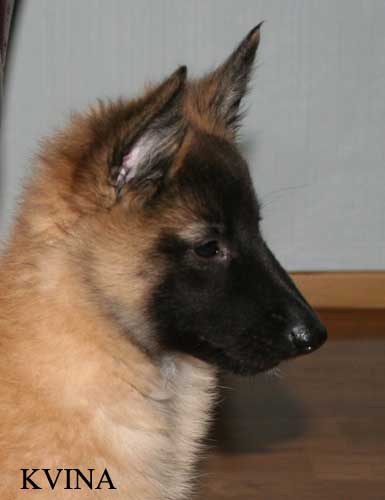 8 weeks