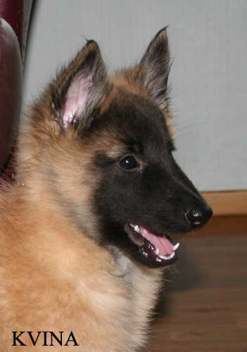 8 weeks