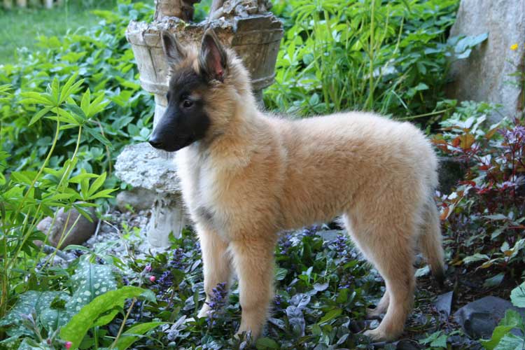 12 weeks