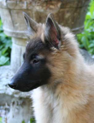 12 weeks