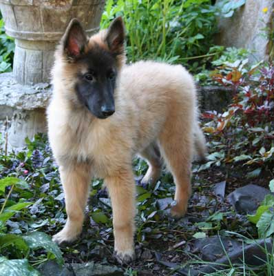 12 weeks