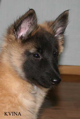 8 weeks
